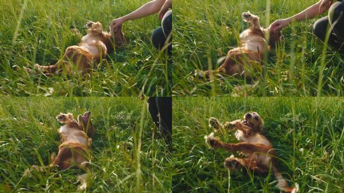 在大自然中，他躺在草地上，在草地上，冷酷的狗非常可爱。英国可卡犬比赛