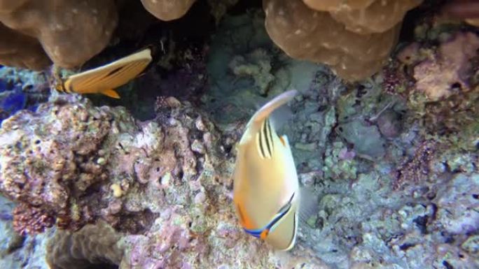 毕加索金鱼鱼 (Rhinecanthus aculeatus)，珊瑚鱼在珊瑚的reef.4k视频剪辑