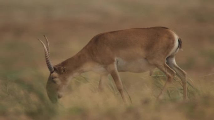 卡尔梅克共和国的赛加羚羊 (Saiga tatarica)