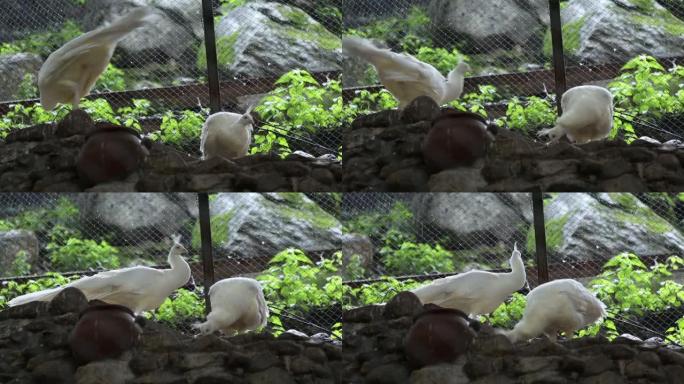 笼子里的两只白孔雀