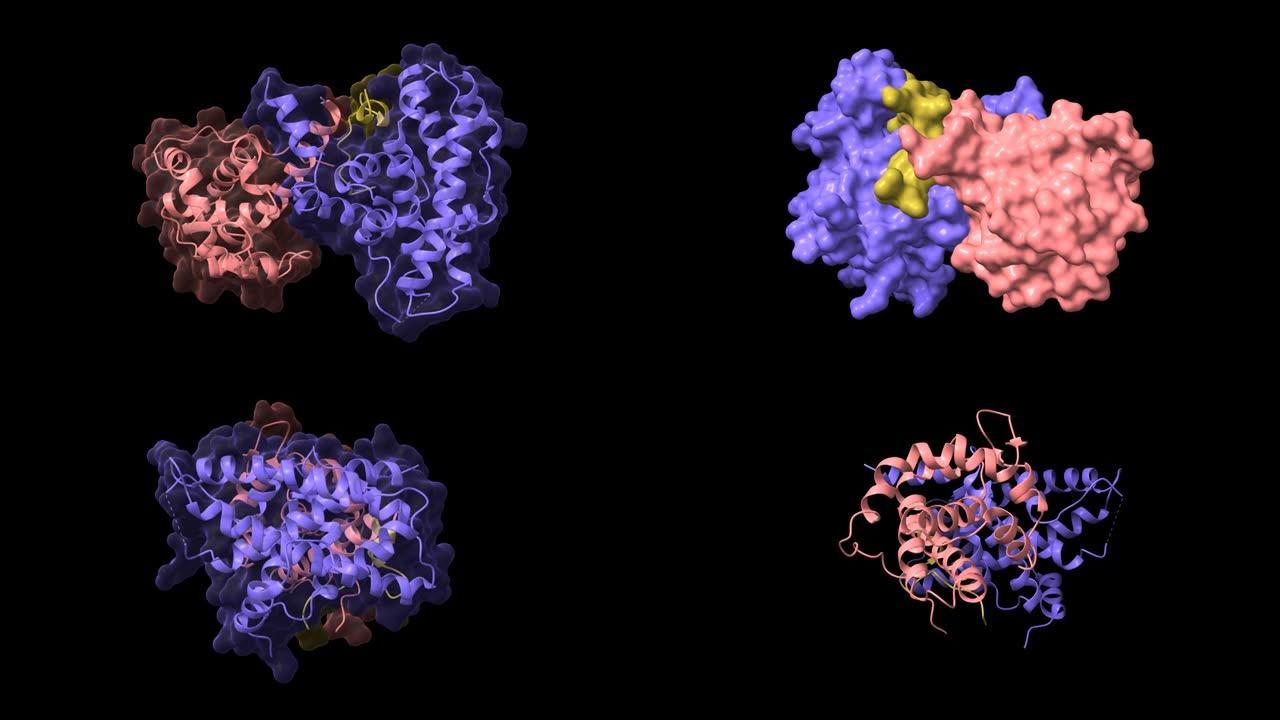 与E2F肽结合的视网膜母细胞瘤蛋白 (AB结构域，粉红色和蓝色) 的晶体结构 (棕色)