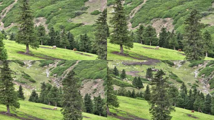 草原松树羊群