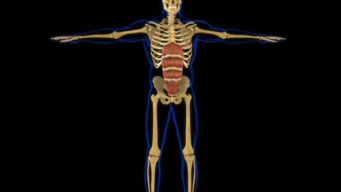 腹直肌解剖医学概念3D动画