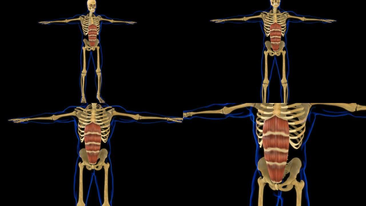 腹直肌解剖医学概念3D动画