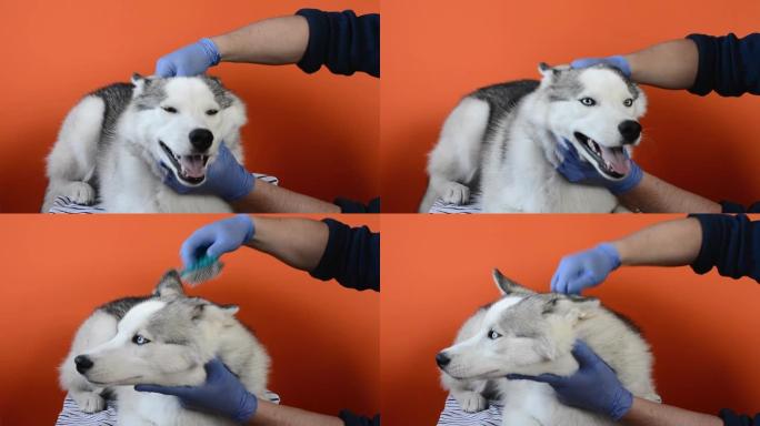护理专家用橙色背景上隔离的梳子清洁哈士奇犬的羊毛