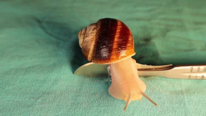 蜗牛安然无恙地走在手术刀片上。
当蜗牛爬行时，它会分泌一种粘液物质，保护它免受伤害。
同样的粘液刺激