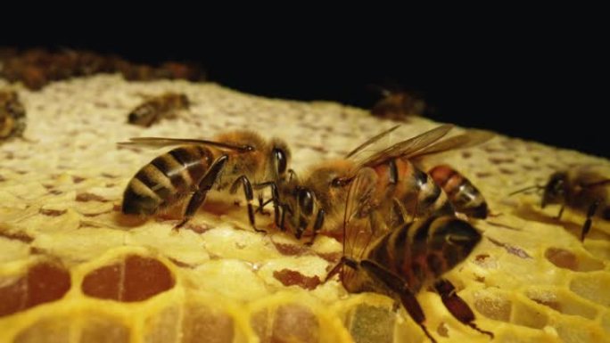 蜂巢中的梳子上有条纹的黄色蜂群。蜜蜂将花蜜变成蜂蜜，并用蜂巢覆盖。蜜蜂在梳子上爬行的特写镜头。慢动作