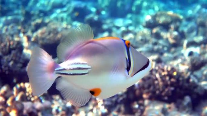 毕加索金鱼鱼 (Rhinecanthus aculeatus)，珊瑚鱼在珊瑚的reef.4k视频剪辑