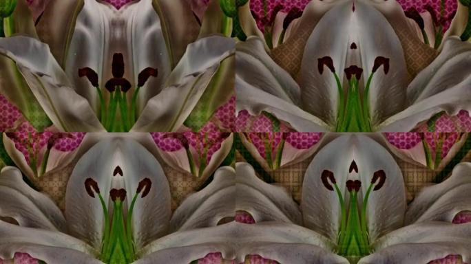 Flowerlapse抽象背景