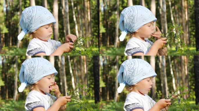 小女孩收集和吃野生蓝莓