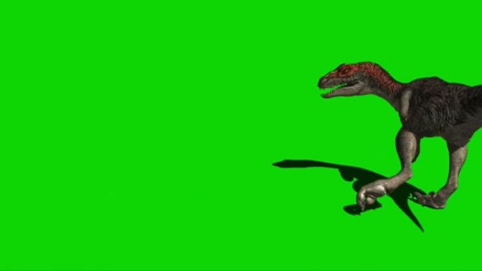 迅猛龙恐龙在绿色屏幕上咆哮