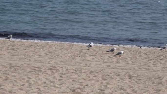 海岸线沙滩上没有人和海鸥的海景