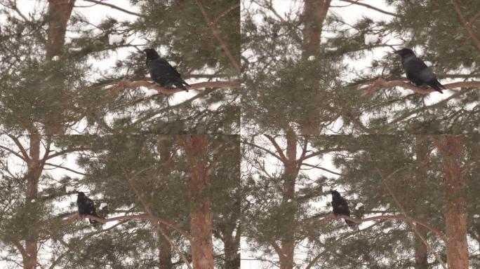 白俄罗斯冬季松树林中的普通乌鸦 (Corvus corax)