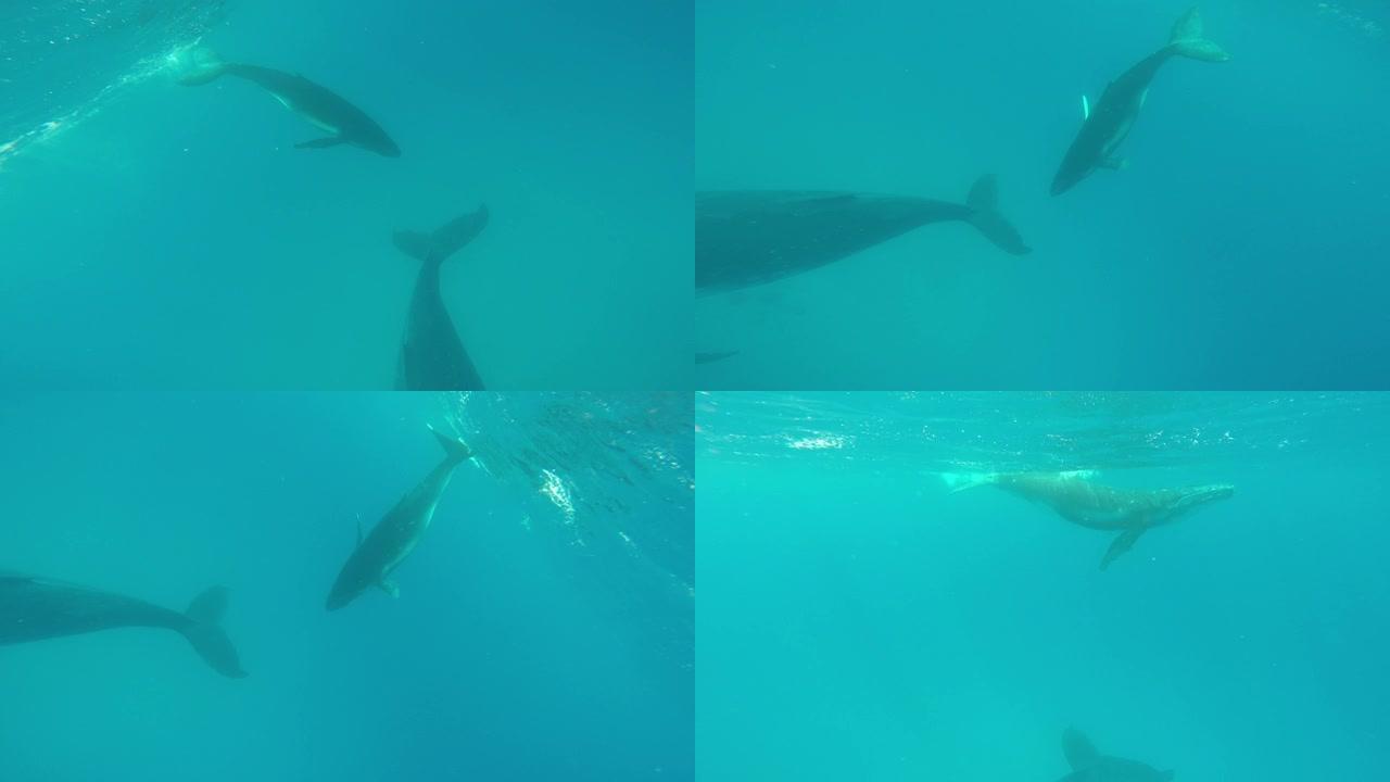 新生的座头鲸孩子在太平洋水下的母亲旁边游泳。