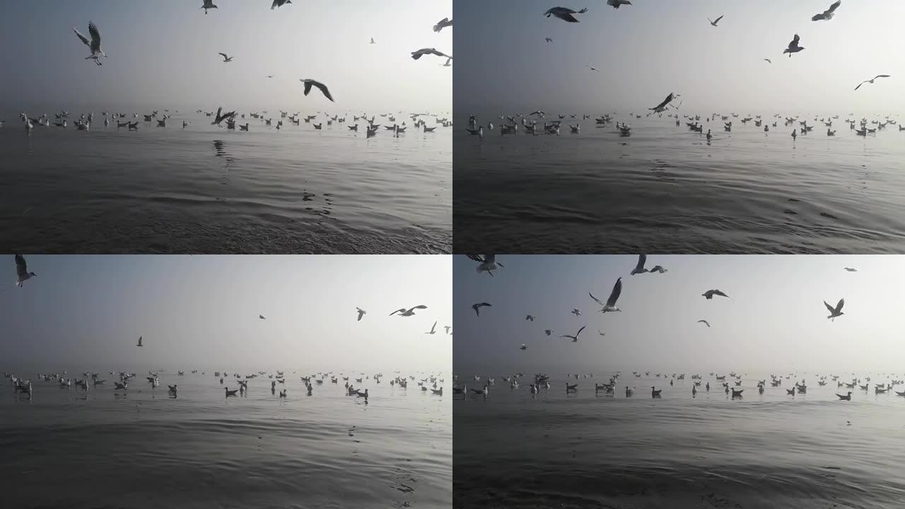 海鸥在安静的海岸上的雾气下飞行