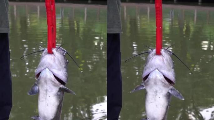 用鱼鳞称量一只大鲶鱼。捕捞和释放捕捞日垂直库存视频