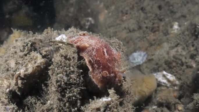 海洋科学观察Nudibranch物种Thordisa沿着柔软的珊瑚海绵缓慢移动。