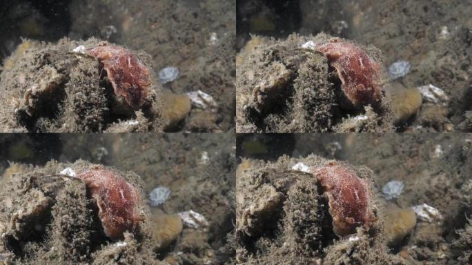 海洋科学观察Nudibranch物种Thordisa沿着柔软的珊瑚海绵缓慢移动。