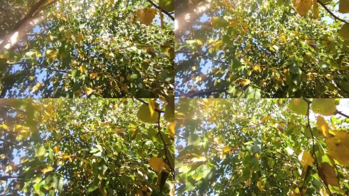 金秋。黄叶桦树的枝条。