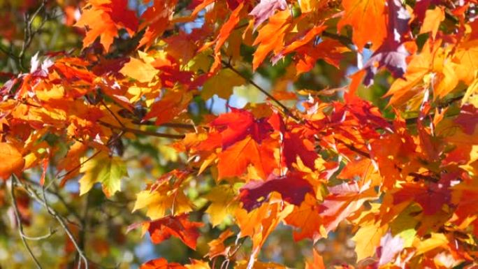 美丽的红色黄色和橙色秋叶在蓝色晴朗的天空下在树上。自然场景。微风轻拂树叶