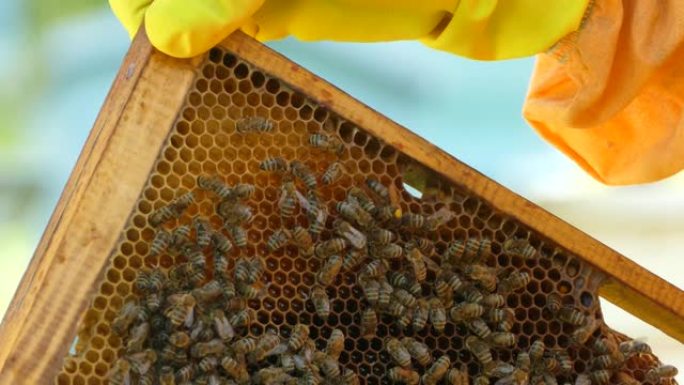 4k视频片段，一个无法识别的养蜂人在一个蜂蜜生态农场中拿着蜂巢框架