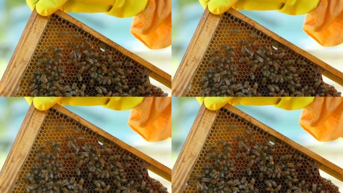 4k视频片段，一个无法识别的养蜂人在一个蜂蜜生态农场中拿着蜂巢框架