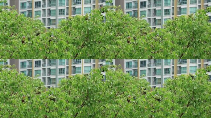 一群橙胸绿鸽鸟在菩提树上雨中沐浴的镜头