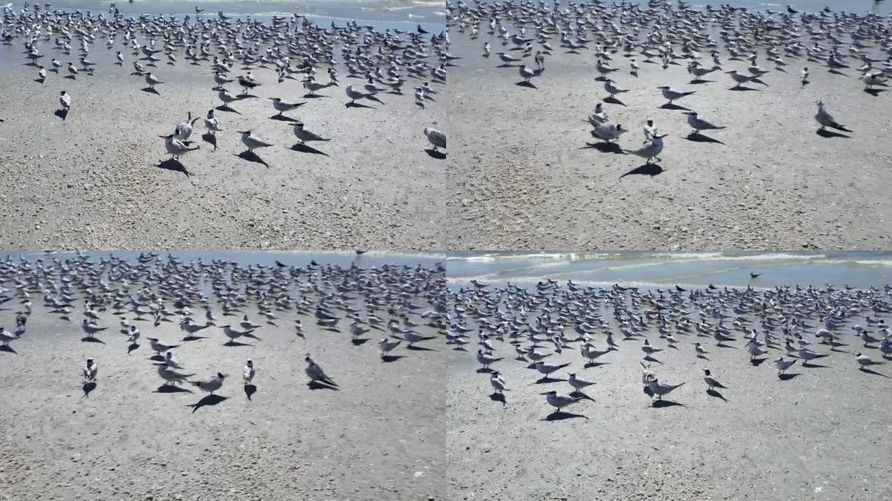 海滩上的皇家燕鸥鸟，鸣叫声和风声