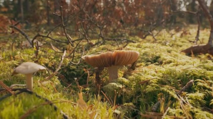 蘑菇红菇-催吐红菇，催吐红菇或呕吐红菇。秋天的森林。有条件食用菌。白俄罗斯、欧洲