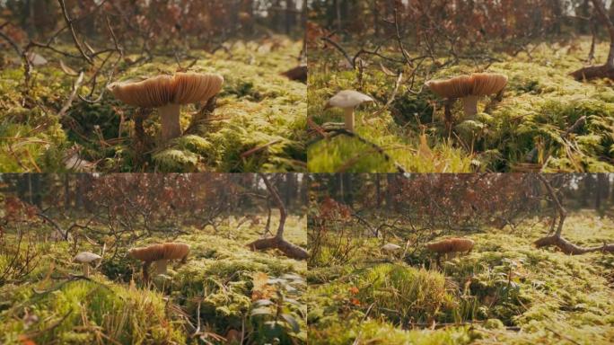 蘑菇红菇-催吐红菇，催吐红菇或呕吐红菇。秋天的森林。有条件食用菌。白俄罗斯、欧洲