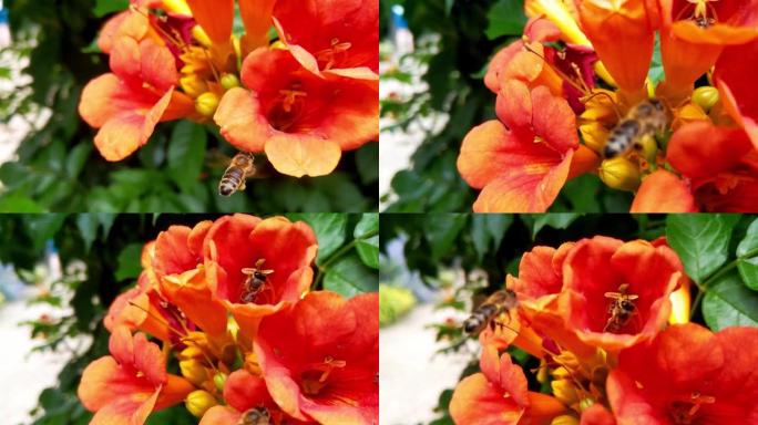 蜜蜂飞过花朵的景色。夏季景观