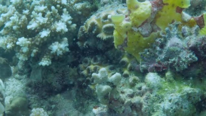 一条黄色的蛙鱼或anglerfish漂浮在水下