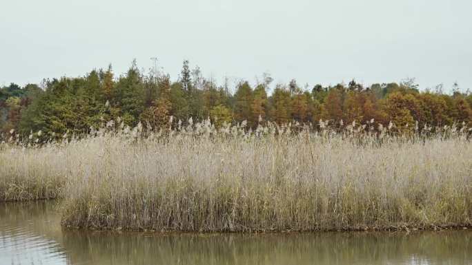 4K湖边秋天树林空镜