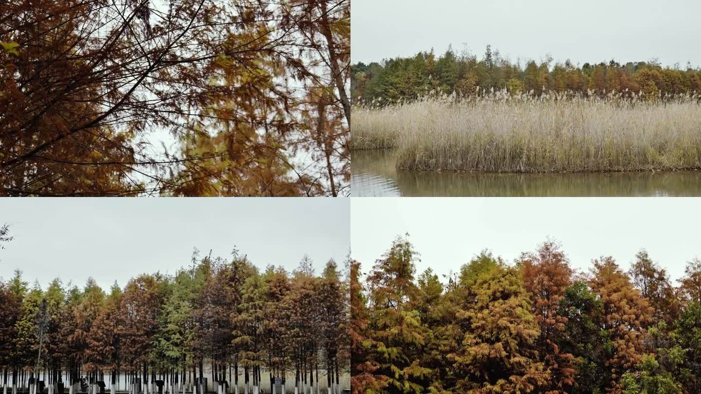 4K湖边秋天树林空镜