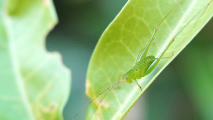 叶子上昆虫的特写展示虫子绿色