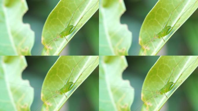 叶子上昆虫的特写展示虫子绿色