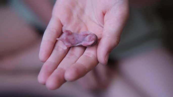 一只新生的小仓鼠躺在婴儿的手上