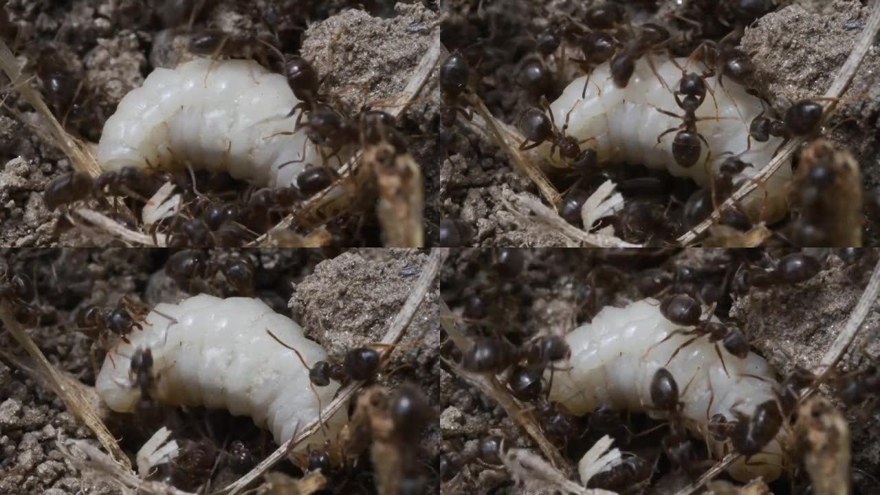 蚂蚁攻击鞘翅目幼虫