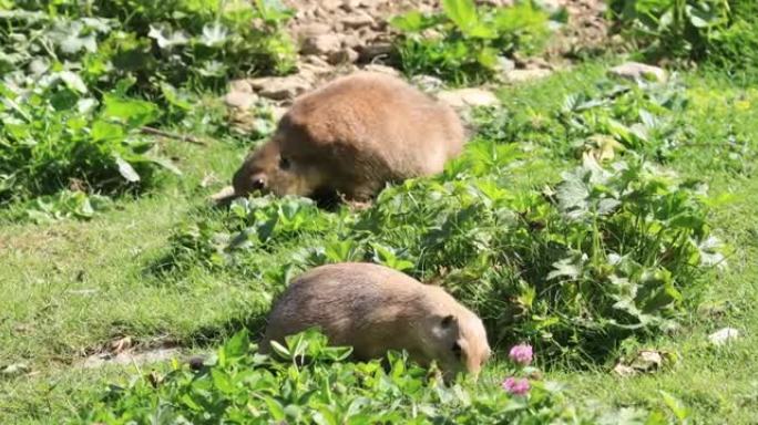 Cynomys mexicanus-老病的草原土拨鼠