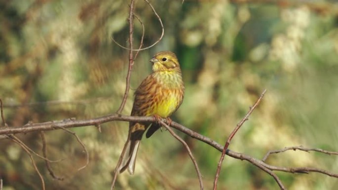 Bird - Yellowhammer ( Emberiza citrinella) 雄性坐在灌木丛