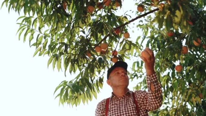 在私人花园统一种植有机新鲜桃子的成熟农民。戴夏帽的高级男子在绿园工作，检查年轻的桃子。成熟的果实长在