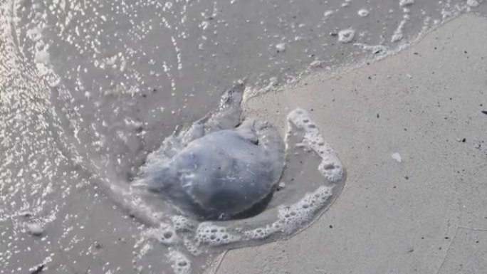 大型死水母躺在沙滩上特写。美杜莎在晴天被海浪和泡沫冲刷。全球变暖概念。环境污染问题。没有人。慢动作镜