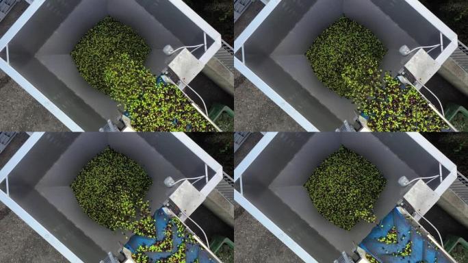 磨坊里的橄榄，特级初榨橄榄油。意大利。