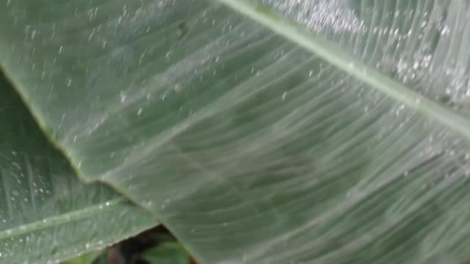 美丽的Caladium叶子与水滴