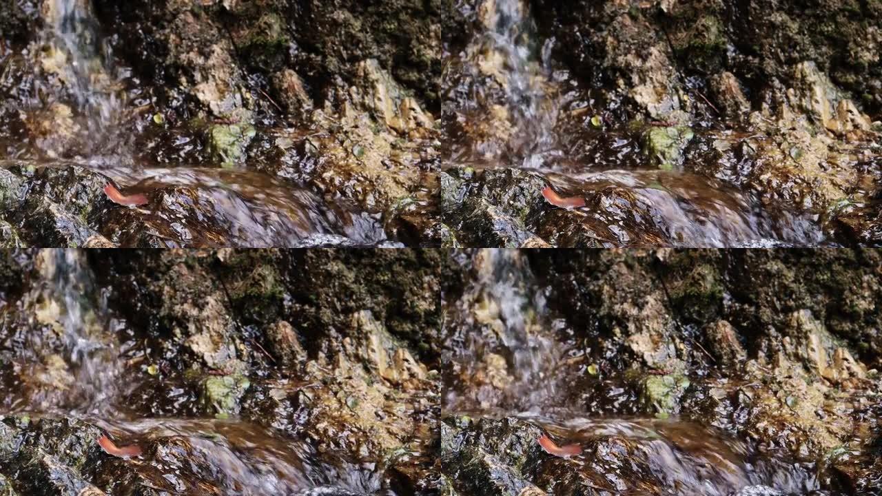 野山河关闭了丰富的清澈溪流。石头巨石流动的胡言乱语小溪的细节静态镜头。在迅速飞溅的水中快速晃动。