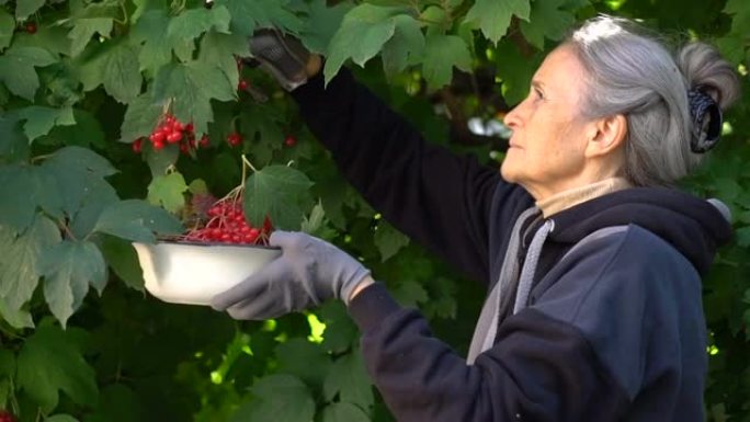 快乐美丽的高级女人拿着guelder rose的红色浆果，在树附近的花园里展示它们，快乐退休