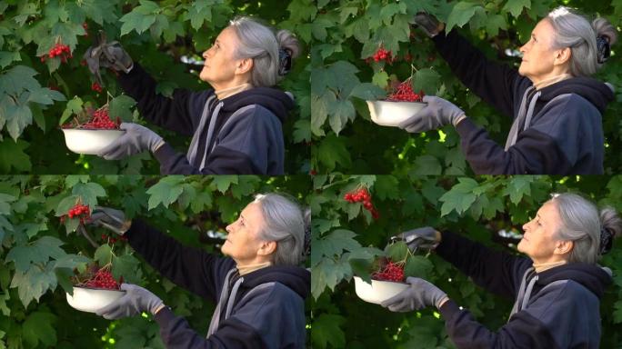 快乐美丽的高级女人拿着guelder rose的红色浆果，在树附近的花园里展示它们，快乐退休