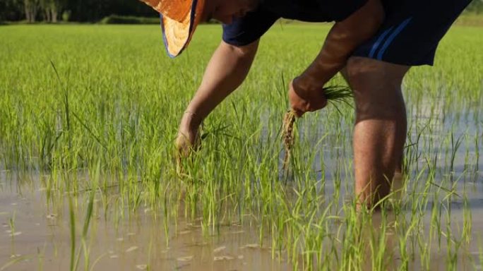 亚洲农民马累正在洪水泛滥的田地种植水稻