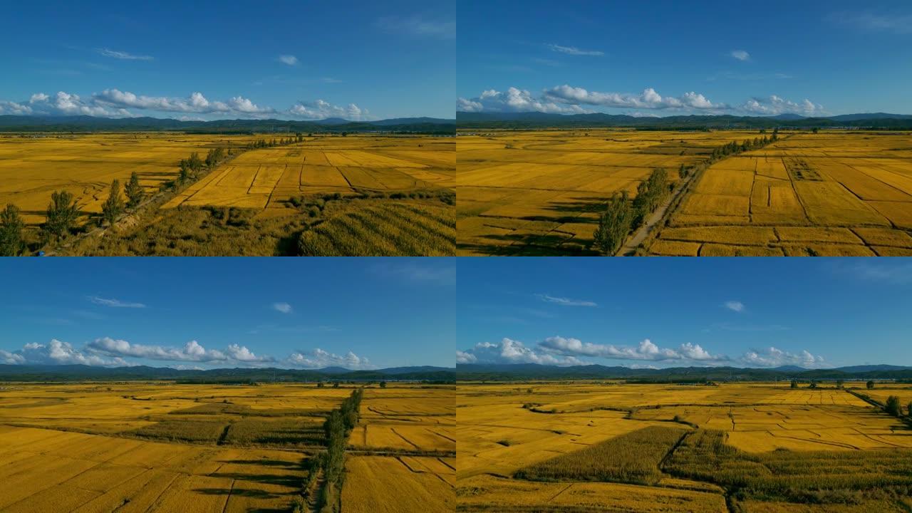 鸟瞰图的水稻谷物种植区