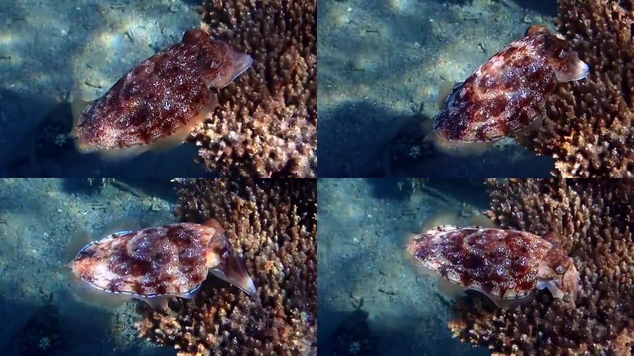 墨鱼或乌贼栖息在红海的珊瑚礁中